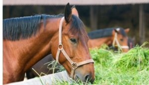 Buy Oat And Orchard Hay To Feed Your Horse Safely
