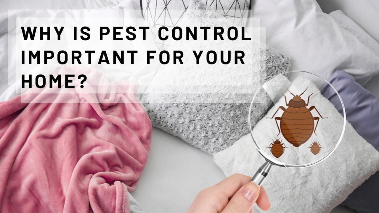 how often should pest control be done in an apartment