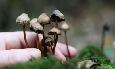 Magicmushroom