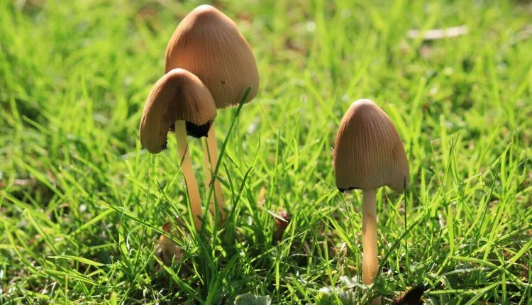 Magicmushrooms – What You Need to Know