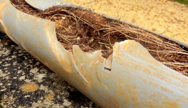 Tips For Cleaning Tree Roots Out Of Your Drain Pipe