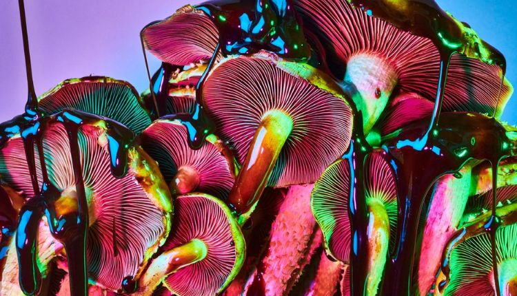 Magic Mushrooms – Buying Magic Mushrooms Online