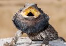Black Bearded Dragons