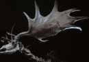 Irish Elk Horns For Sale
